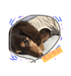 wanリラ DOG's ワンコシリーズ（個別スタンプ：39）
