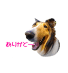 走れ！シェルティのマシュー（個別スタンプ：3）