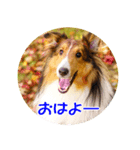 走れ！シェルティのマシュー（個別スタンプ：5）