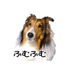 走れ！シェルティのマシュー（個別スタンプ：8）