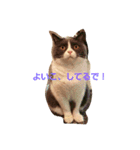 ととのつぶやき1（個別スタンプ：5）