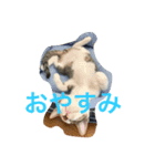 我が家の5ニャンの可愛いスタンプです。（個別スタンプ：1）