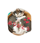 我が家の5ニャンの可愛いスタンプです。（個別スタンプ：2）