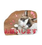 我が家の5ニャンの可愛いスタンプです。（個別スタンプ：6）