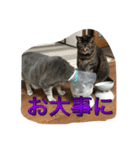 我が家の5ニャンの可愛いスタンプです。（個別スタンプ：7）