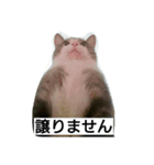 onyanco（個別スタンプ：3）