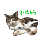 ユキん子（個別スタンプ：13）