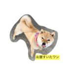 まめ助 1（個別スタンプ：1）