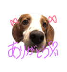 きなめーちゃん2（個別スタンプ：8）