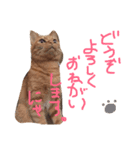 きなめーちゃん2（個別スタンプ：15）
