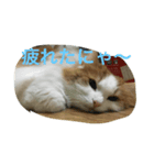 にゃんたろうくん2（個別スタンプ：1）