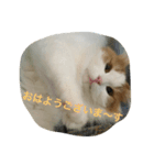 にゃんたろうくん2（個別スタンプ：5）