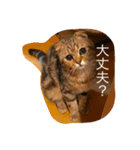 ちゃたろうスタンプ 2（個別スタンプ：2）