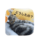 ちゃたろうスタンプ 2（個別スタンプ：3）