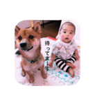 豆柴ポンちゃん ＆ 赤ちゃんつっくん（個別スタンプ：1）