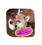豆柴ポンちゃん ＆ 赤ちゃんつっくん（個別スタンプ：7）