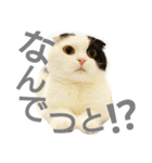 にゃんこ～ず(其の二)（個別スタンプ：1）