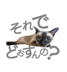 にゃんこ～ず(其の二)（個別スタンプ：3）
