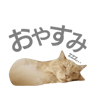 にゃんこ～ず(其の二)（個別スタンプ：4）