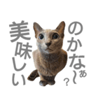にゃんこ～ず(其の二)（個別スタンプ：5）