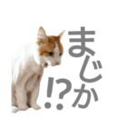 にゃんこ～ず(其の二)（個別スタンプ：6）