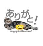 にゃんこ～ず(其の二)（個別スタンプ：8）