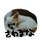 janne（個別スタンプ：3）