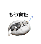 カッコカワイイ！ シベリアンハスキー（個別スタンプ：11）
