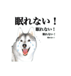 カッコカワイイ！ シベリアンハスキー（個別スタンプ：12）