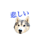 カッコカワイイ！ シベリアンハスキー（個別スタンプ：13）