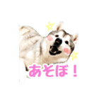カッコカワイイ！ シベリアンハスキー（個別スタンプ：27）