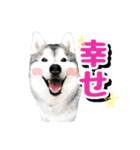 カッコカワイイ！ シベリアンハスキー（個別スタンプ：28）