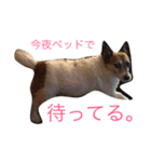 菅原家の動物達（個別スタンプ：2）