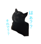 菅原家の動物達（個別スタンプ：5）