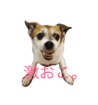 菅原家の動物達（個別スタンプ：7）