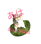 菅原家の動物達（個別スタンプ：10）