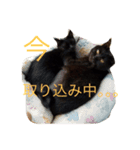 菅原家の動物達（個別スタンプ：13）