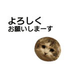 nicomilpocoma 2（個別スタンプ：4）