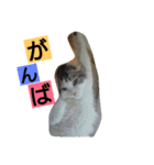nicomilpocoma 2（個別スタンプ：5）