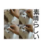 nicomilpocoma 2（個別スタンプ：7）