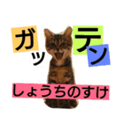 nicomilpocoma 2（個別スタンプ：8）