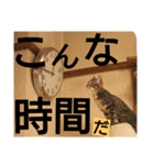 nicomilpocoma 2（個別スタンプ：21）