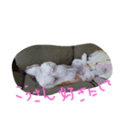 wanko's3（個別スタンプ：6）
