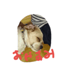 wanko's3（個別スタンプ：7）