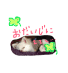 うたと竹千代（個別スタンプ：15）
