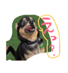 うたと竹千代（個別スタンプ：33）