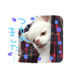 うたと竹千代（個別スタンプ：35）