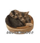 仲良しきょうだい猫 2（個別スタンプ：1）