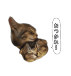 仲良しきょうだい猫 2（個別スタンプ：2）