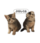 仲良しきょうだい猫 2（個別スタンプ：3）
